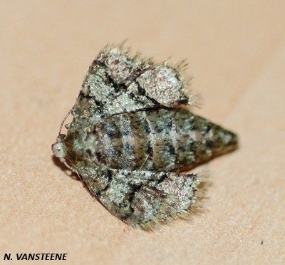 Agriopis marginaria